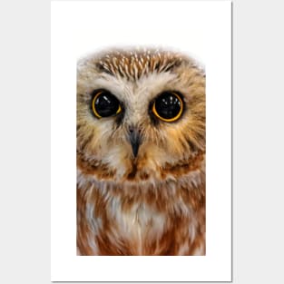 Closeup of a Cute Northern Saw Whet Owl Posters and Art